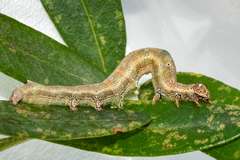 Achaea indeterminata