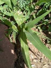 Poaceae