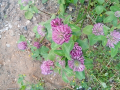 Trifolium pratense