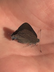 Satyrium titus