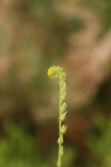 Amsinckia lycopsoides