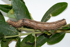 Achaea indeterminata