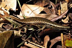 Varzea bistriata