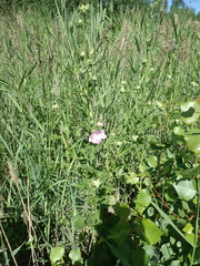 Malva thuringiaca
