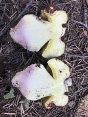 Butyriboletus primiregius