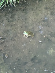Lithobates catesbeianus