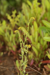 Amsinckia lycopsoides