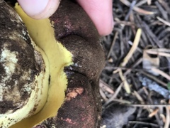 Butyriboletus primiregius