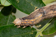 Achaea indeterminata