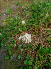 Trifolium repens