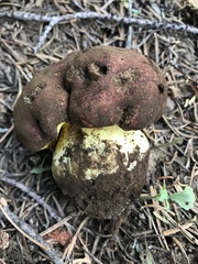 Butyriboletus primiregius