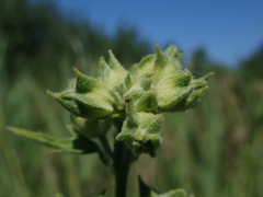 Malva thuringiaca
