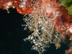 Eudendrium racemosum