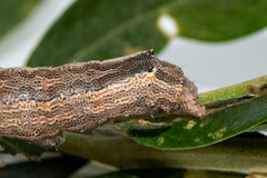 Achaea indeterminata