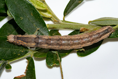 Achaea indeterminata
