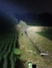 Nyctereutes procyonoides