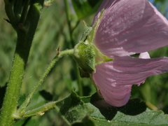 Malva thuringiaca