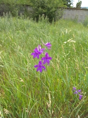 Delphinium consolida
