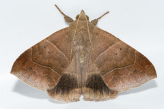 Achaea indeterminata