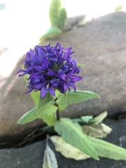 Campanula glomerata