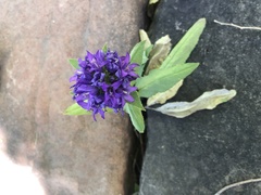 Campanula glomerata