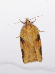Clepsis spectrana