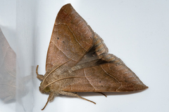 Achaea indeterminata