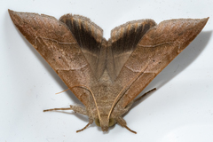 Achaea indeterminata
