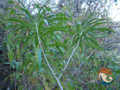 Cascabela thevetioides