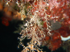 Eudendrium racemosum