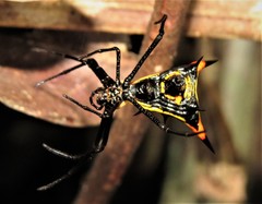 Micrathena schreibersi