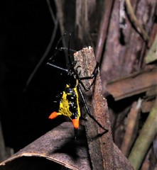 Micrathena schreibersi