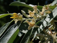 Elaeagnus angustifolia
