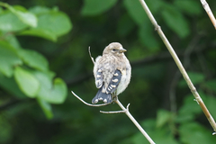 Carduelis carduelis