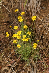 Erigeron chrysopsidis