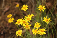 Erigeron chrysopsidis