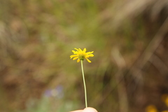 Erigeron chrysopsidis