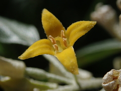Elaeagnus angustifolia