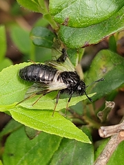 Abia fasciata