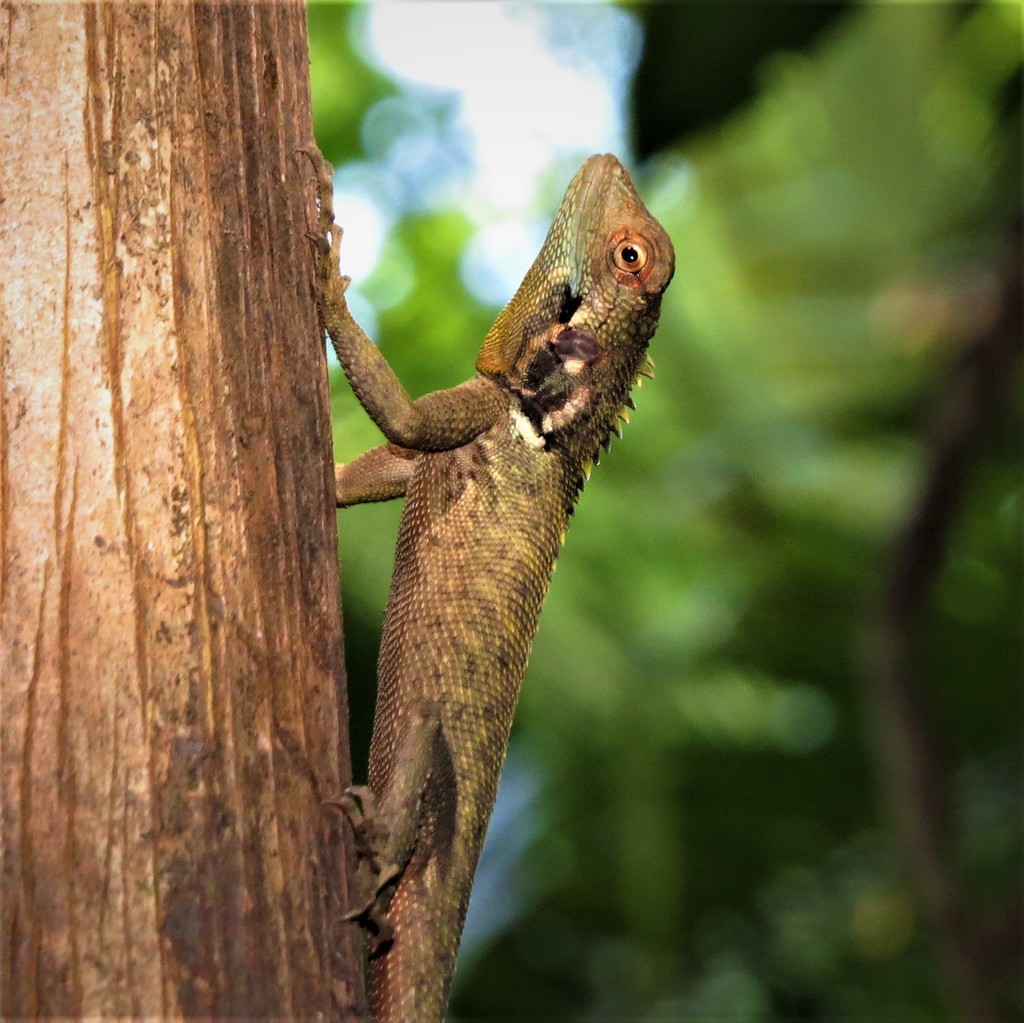 Blue-Lipped Tree Lizard