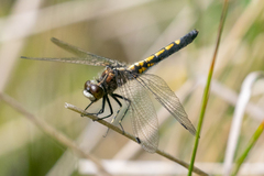 Leucorrhinia intacta