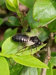 Abia fasciata
