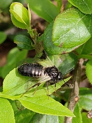 Abia fasciata