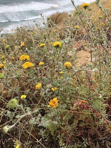 Chaenactis glabriuscula var. orcuttiana