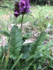 Angiospermae