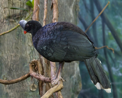 Helmeted Curassow photo 5