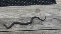 Nerodia sipedon williamengelsi