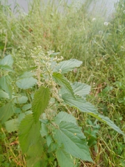 Urtica dioica