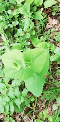 Aristolochia clematitis, photograph Татьяна Максимова, CC BY, iNaturalist via GBIF