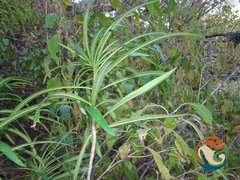 Cascabela thevetioides